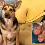 hungry-blind-dog-sparks-deadly-house-fire,-killing-itself-and-canine-sibling