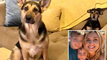hungry-blind-dog-sparks-deadly-house-fire,-killing-itself-and-canine-sibling