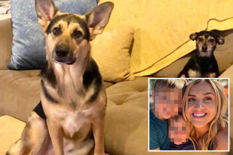 hungry-blind-dog-sparks-deadly-house-fire,-killing-itself-and-canine-sibling