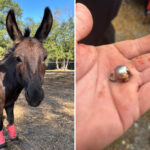 beloved-therapy-donkey-killed-by-hunter’s-stray-bullet-—-and-her-owners-are-outraged