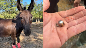 beloved-therapy-donkey-killed-by-hunter’s-stray-bullet-—-and-her-owners-are-outraged