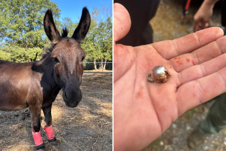 beloved-therapy-donkey-killed-by-hunter’s-stray-bullet-—-and-her-owners-are-outraged
