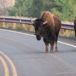 massive-bison-rams-pickup-truck-in-yellowstone-after-driver-tries-to-avoid-collision