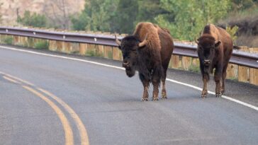 massive-bison-rams-pickup-truck-in-yellowstone-after-driver-tries-to-avoid-collision