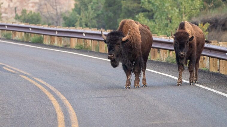 massive-bison-rams-pickup-truck-in-yellowstone-after-driver-tries-to-avoid-collision