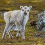 prepare-yourself-for-a-look-at-a-rare-albino-caribou-calf-photographed-possibly-for-the-first-time