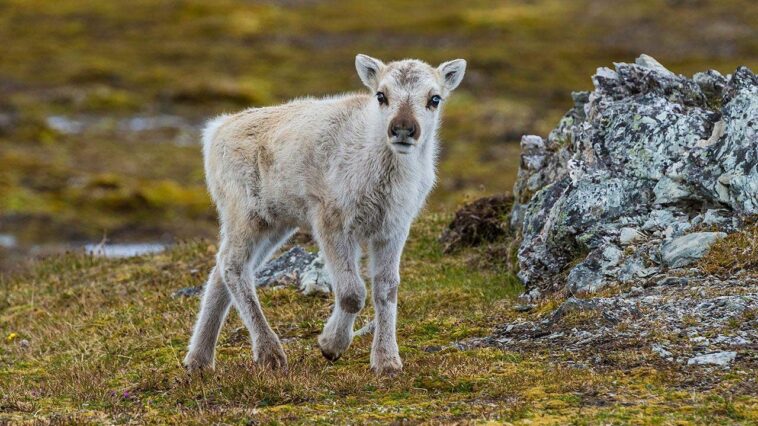 prepare-yourself-for-a-look-at-a-rare-albino-caribou-calf-photographed-possibly-for-the-first-time