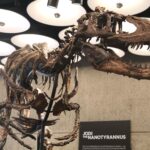 rare-nanotyrannus-skeleton-goes-on-display-at-nyc-sotheby’s-before-heading-to-historic-auction