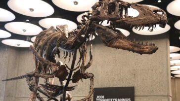 rare-nanotyrannus-skeleton-goes-on-display-at-nyc-sotheby’s-before-heading-to-historic-auction