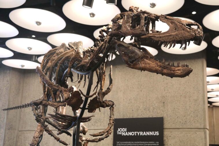 rare-nanotyrannus-skeleton-goes-on-display-at-nyc-sotheby’s-before-heading-to-historic-auction