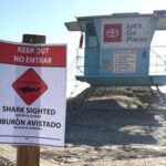 ‘aggressive’-great-white-shark-forces-sudden-closure-of-socal-beach