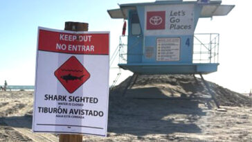 ‘aggressive’-great-white-shark-forces-sudden-closure-of-socal-beach