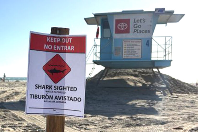 ‘aggressive’-great-white-shark-forces-sudden-closure-of-socal-beach
