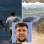 hawaii-monk-seal-attack-suspect-could-walk-free-as-court-filings-reveal-outrageous-new-excuse