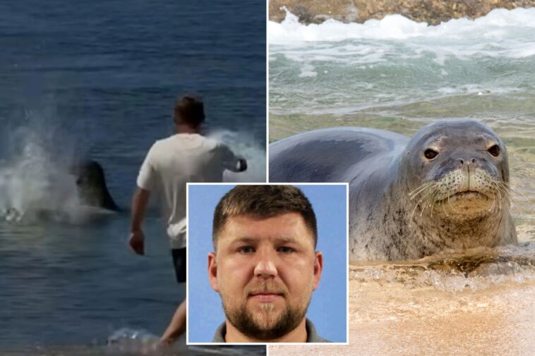 hawaii-monk-seal-attack-suspect-could-walk-free-as-court-filings-reveal-outrageous-new-excuse