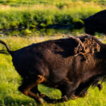 watch:-bison-charges-pickup-truck-in-yellowstone-national-park