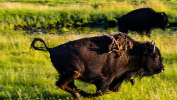 watch:-bison-charges-pickup-truck-in-yellowstone-national-park
