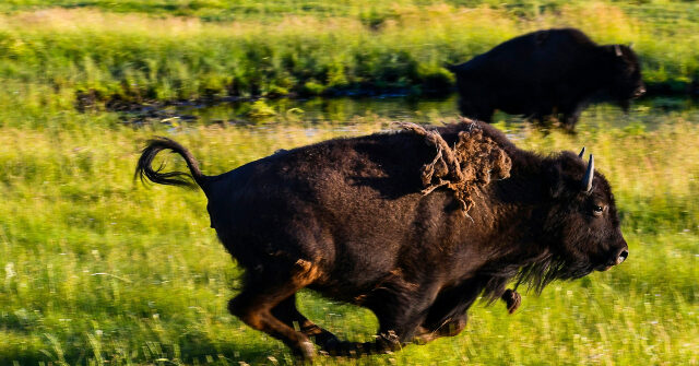 watch:-bison-charges-pickup-truck-in-yellowstone-national-park