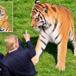 trump-posts-ai-video-of-him-taming-tiger-after-ex-child-star-mauled-to-death-at-uk-zoo