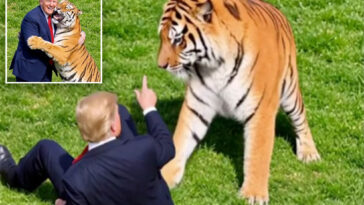 trump-posts-ai-video-of-him-taming-tiger-after-ex-child-star-mauled-to-death-at-uk-zoo