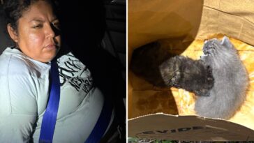 police-save-pair-of-cats-after-wacko-buries-live-kittens-that-she-claimed-are-‘demonic’