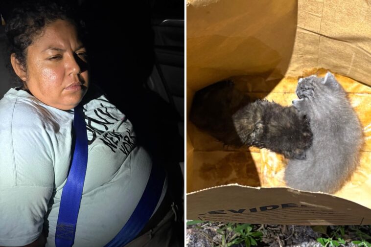 police-save-pair-of-cats-after-wacko-buries-live-kittens-that-she-claimed-are-‘demonic’