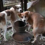 7,600-dogs-still-held-at-south-korean-meat-farms-—-as-animal-groups-race-to-save-them