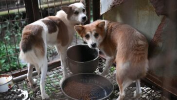 7,600-dogs-still-held-at-south-korean-meat-farms-—-as-animal-groups-race-to-save-them