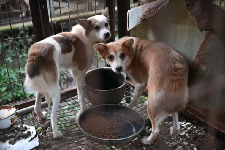 7,600-dogs-still-held-at-south-korean-meat-farms-—-as-animal-groups-race-to-save-them