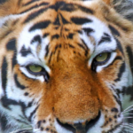 former-child-actor-mauled-to-death-by-tiger-in-english-zoo-was-on-‘strong”-meds-for-mental-illness