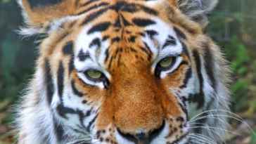 former-child-actor-mauled-to-death-by-tiger-in-english-zoo-was-on-‘strong”-meds-for-mental-illness