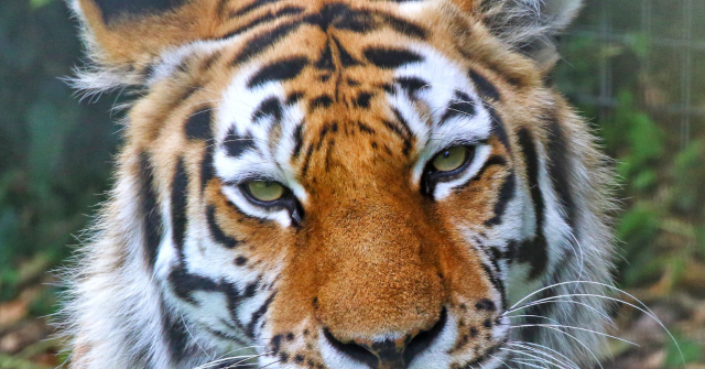 former-child-actor-mauled-to-death-by-tiger-in-english-zoo-was-on-‘strong”-meds-for-mental-illness