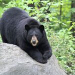 bear-breaks-into-alaska-hospital-at-2-am,-helps-itself-to-an-early-halloween-candy-buffet
