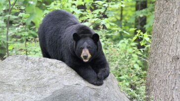 bear-breaks-into-alaska-hospital-at-2-am,-helps-itself-to-an-early-halloween-candy-buffet
