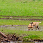 dog-named-canyon-becomes-search-and-rescue-hero-after-humble-beginnings-at-mississippi-shelter