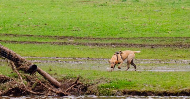 dog-named-canyon-becomes-search-and-rescue-hero-after-humble-beginnings-at-mississippi-shelter