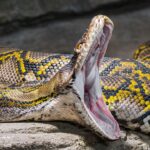 wildlife-influencer-comes-close-to-losing-a-wrestling-match-to-a-19-foot-reticulated-python