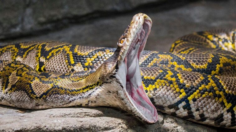 wildlife-influencer-comes-close-to-losing-a-wrestling-match-to-a-19-foot-reticulated-python
