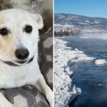 pup-that-escaped-into-yellowstone-wilderness-for-over-a-month-found-after-frantic-search