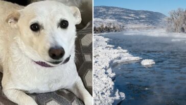 pup-that-escaped-into-yellowstone-wilderness-for-over-a-month-found-after-frantic-search