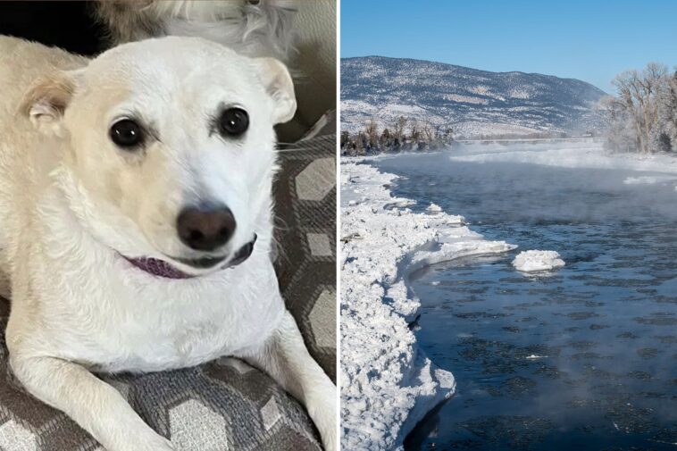 pup-that-escaped-into-yellowstone-wilderness-for-over-a-month-found-after-frantic-search