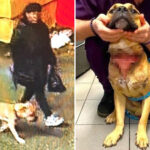 heartless-fiend-who-left-pooch-tied-up-at-cemetery-with-slit-throat-barred-from-owning-pets:-da