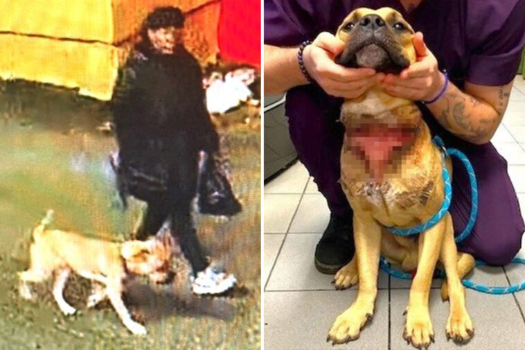 heartless-fiend-who-left-pooch-tied-up-at-cemetery-with-slit-throat-barred-from-owning-pets:-da