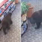 silly-old-bear-caught-stealing-honey-from-california-library
