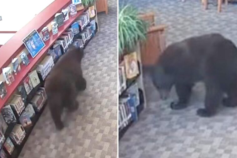 silly-old-bear-caught-stealing-honey-from-california-library