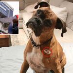 new-humiliation-for-california-dog-mom-who-registered-her-pet-boxer-to-vote