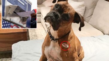 new-humiliation-for-california-dog-mom-who-registered-her-pet-boxer-to-vote