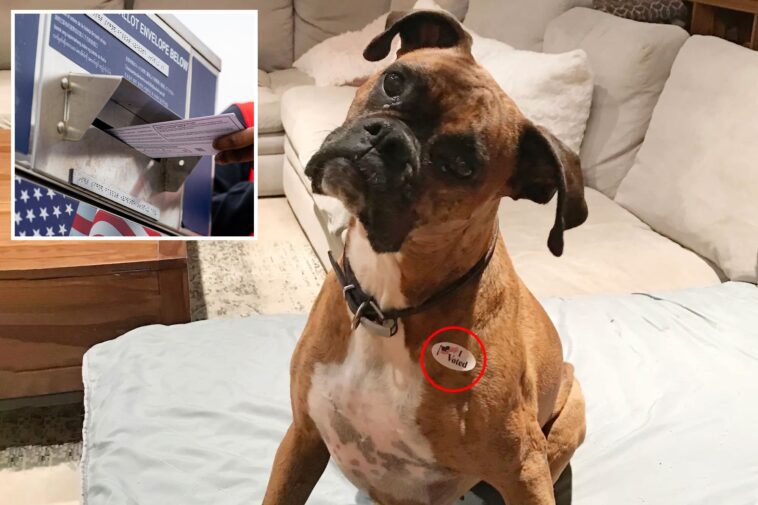 new-humiliation-for-california-dog-mom-who-registered-her-pet-boxer-to-vote