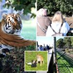 visitors-flock-to-see-tiger-that-mauled-ex-child-actor-to-death-as-enclosure-finally-reopens