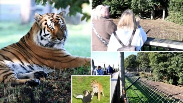 visitors-flock-to-see-tiger-that-mauled-ex-child-actor-to-death-as-enclosure-finally-reopens